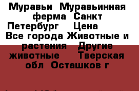 Муравьи, Муравьинная ферма. Санкт-Петербург. › Цена ­ 550 - Все города Животные и растения » Другие животные   . Тверская обл.,Осташков г.